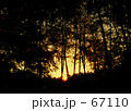 Bamboo grove evening sun