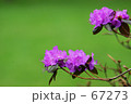 つつじ