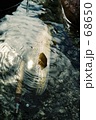 魚　一人シンクロ