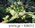 グースベリー