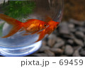 金魚鉢