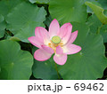 ハスの花