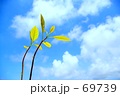 アボカド２
