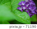 紫陽花