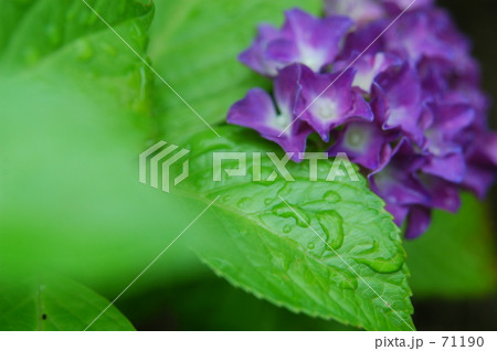 紫陽花 紫陽花
