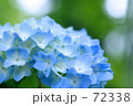 素材ナンバー 72338 : 「紫陽花」