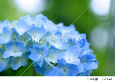 紫陽花