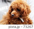 baby  ワンコ
