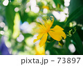 [Twinkle] 美容柳.