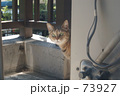 素材ナンバー 73927 : 「目が合った」 素材ナンバー 73927 : 「目が合った」