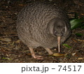 キーウィ