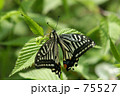 アゲハ
