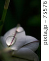 花弁に輝く宝石
