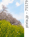 桜並木と菜の花と青空と
