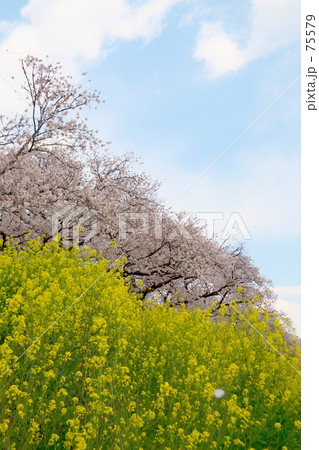 桜並木と菜の花と青空と
