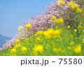 菜の花と桜並木