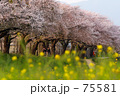 夕暮れの桜並木