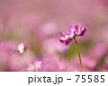 レンゲ草の色の魔力