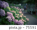 雨に濡れる菖蒲園の紫陽花