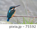 カワセミ