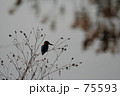 黄昏るカワセミ