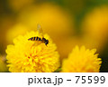小菊とハナアブ