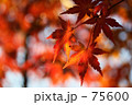 木漏れ日に煌く紅葉