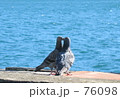 ハトも恋