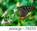 バタフライ.蝶々.