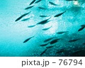 遊魚