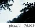 モノクロ：紅葉