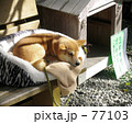 昼寝する犬