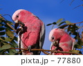 素材ナンバー 77880 : 「Twins」