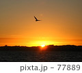 夕日と飛翔
