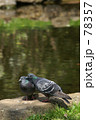鳩