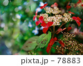 紅さし.くれない.紫陽花.