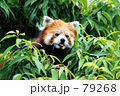 レッサーパンダ