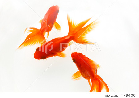 金魚