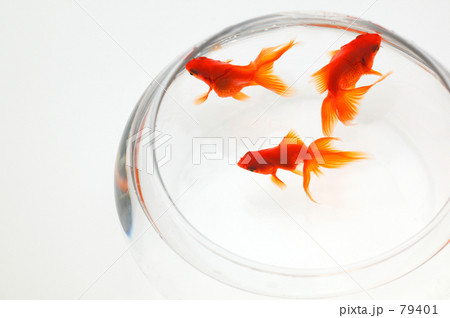 金魚 金魚
