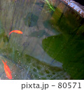 金魚*