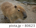 カピバラ