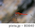 素材ナンバー 80840 : 「アキアカネ」