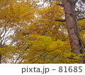 秋