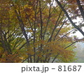 霧の中の秋