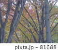 霧の中の秋