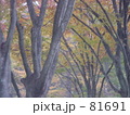 霧の中の秋