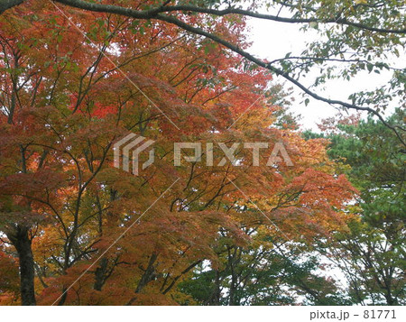 紅葉 紅葉