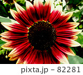 Red sunflower
