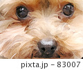 素材ナンバー 83007 : 「わん」 素材ナンバー 83007 : 「わん」