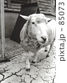 羊のDaisy　~2007.06.10~